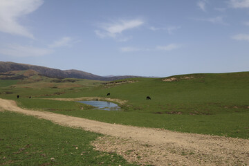 Neuseeland - Landschaft Mangaohane Gegend / New Zealand - Landscape Mangaohane Area /