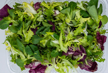 mix of green lettuce leaves view from top close-up