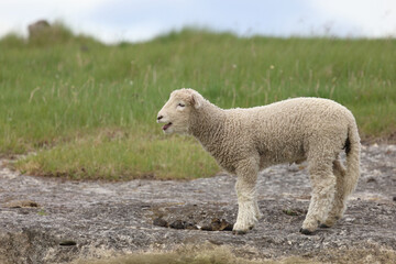 Romneyschaf / Romney sheep / Ovis.
