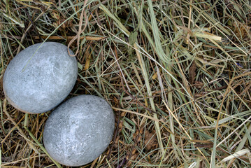 Easter grey eggs against a dry grass close up