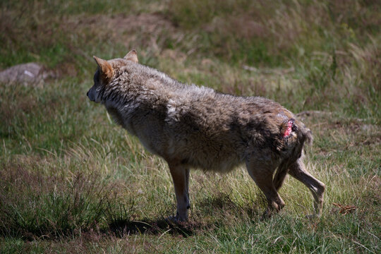 Loup gris d'Europe bless&eacute;