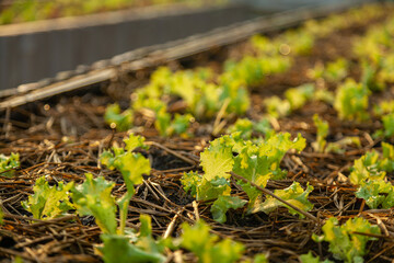 Lettuce in the vegetable field