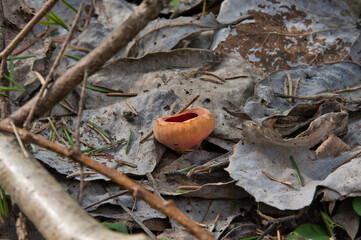 A rather rare brown red edible mushroom Sarcoscypha Austriaca close-up on a forest floor of old fallen leaves in the shade of an April forest.