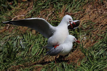 Rotschnabelmöwe / Red-billed gull / Larus scopulinus.