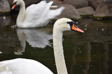 swan on the water