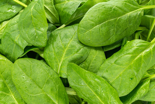 green spinach leaves kind of top close up
