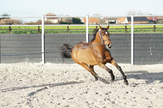 warmblood mare excited during lunging in winter