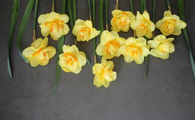 yellow spring daffodils arranged in a line, row, spring flowers, yellow flowers with an orange center, flowers on a black background