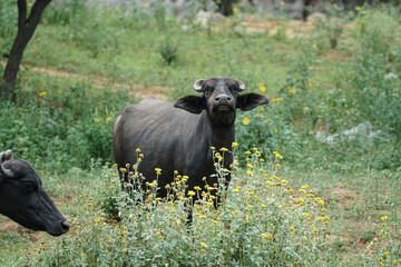 beautiful female buffalo is looking at my camera lens