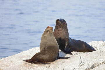 Neuseeländischer Seebär / New Zealand fur seal / Arctocephalus forsteri.