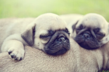 Sleeping Pug, little cute brown Pug sleeping together in green lawn