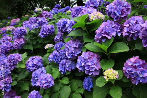 多摩川台公園の紫陽花 あじさい 東急東横線 目黒線の多摩川駅前にある多摩川台公園は6月になると たくさんのアジサイの花に埋め尽くされる Wall Mural 哲雄 峯崎