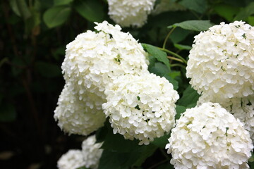 多摩川台公園の紫陽花（あじさい）　　東急東横線・目黒線の多摩川駅前にある多摩川台公園は6月になると、たくさんのアジサイの花に埋め尽くされる。
