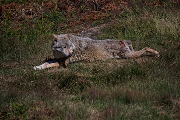 Loup gris d'Europe blessé