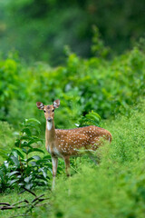 Beauty of south indian jungles 
