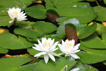 ６月の花（多摩川台公園）。　スイレン。東急東横線・目黒線の多摩川駅前にある多摩川台公園の６月は、紫陽花の他、様々な花が咲く。