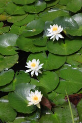 ６月の花（多摩川台公園）。　スイレン。東急東横線・目黒線の多摩川駅前にある多摩川台公園の６月は、紫陽花の他、様々な花が咲く。