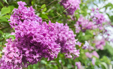 Purple Lilac Bush in Full Bloom