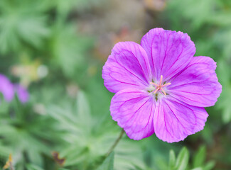 Purple Mallow Flower with Green Leaves in Background