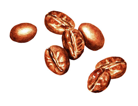 Coffee beans, watercolor 3.5
