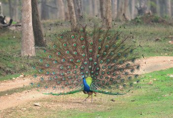 Obraz premium Beauty of south indian jungles 