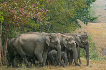 Beauty of south indian jungles 