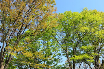 びわこ文化公園の木々