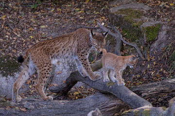 Lynx boréal