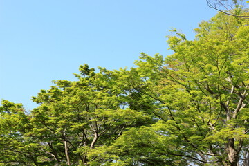 びわこ文化公園の木々