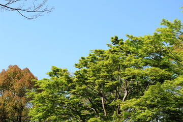 びわこ文化公園の木々