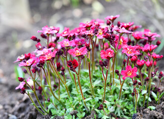 Obraz premium Saxifraga rosacea