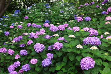 Obraz premium 多摩川台公園の紫陽花（あじさい） 東急東横線・目黒線の多摩川駅前にある多摩川台公園は6月になると、たくさんのアジサイの花に埋め尽くされる。 