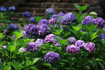 多摩川台公園の紫陽花（あじさい）　　東急東横線・目黒線の多摩川駅前にある多摩川台公園は6月になると、たくさんのアジサイの花に埋め尽くされる。
