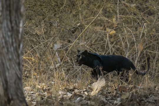 Beauty of south indian jungles 