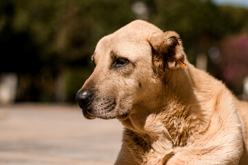 portrait of big homeless dog with sad eyes and cropped ears.