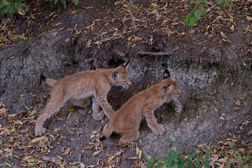 Lynx boréals juvéniles