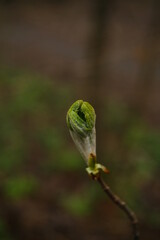 Blooming green spring chestnut in a bunch