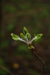 Blooming green spring tree