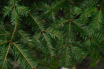Natural background of green pine branches
