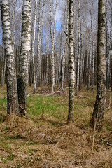 Naklejka premium Birch grove, in autumn on a sunny day