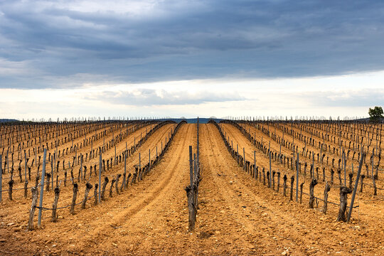 PAISAJE DE CAMPO CON VI&Ntilde;EDOS Y HORIZONTE DE CIELO AZUL Y NUBES