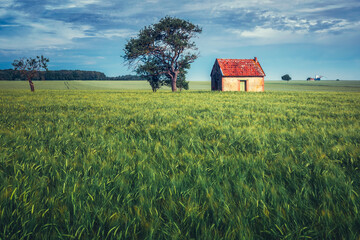 Fototapeta na wymiar Rural house in a wheat field