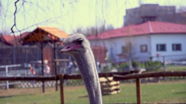 Close-up of an ostrich head, an ostrich turns its head with a large beak