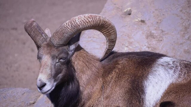 Domestic sheep in the afternoon close-up, european mouflon chews and eats on a sunny day