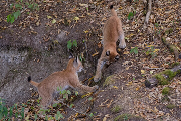 Lynx boréal juvénile