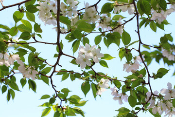 オオシマザクラ