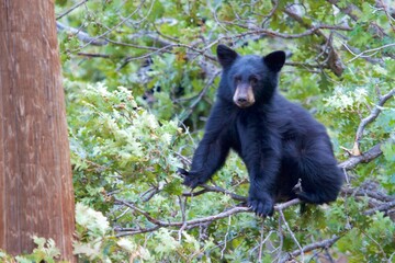 black bear cub in a tree