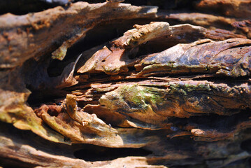 Old cracked tree trunk surface, horizontal background texture close up detail