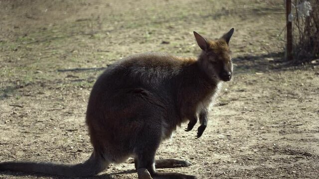 Baby kangaroo scratches, chews and wiggles ears. Antilopine wallaroo, Macropus antilopinus