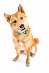attentive interested curious look dog Shiba Inu on white background tilting head. Elegant Pet accessory green bow on the neck. Sitting full length looking at camera. Adorable intelligent animals theme